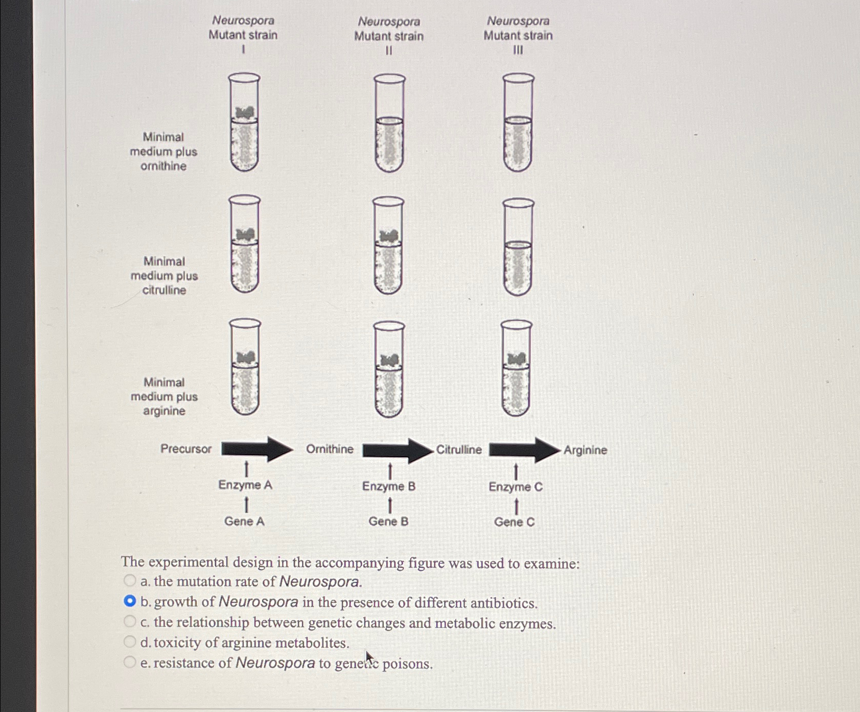 Solved NeurosporaMutant StrainINeurosporaMutant | Chegg.com