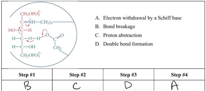 Solved match each letter to the correct step based off the | Chegg.com