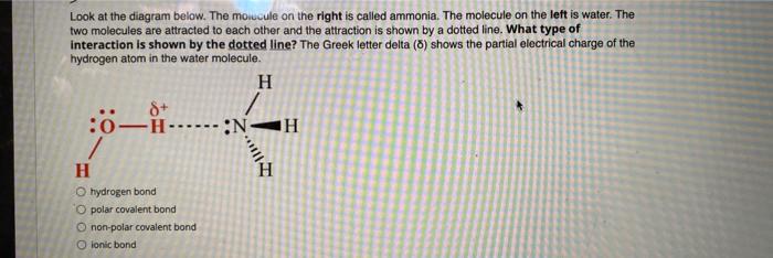 Solved Look at the diagram below. The moicule on the right | Chegg.com