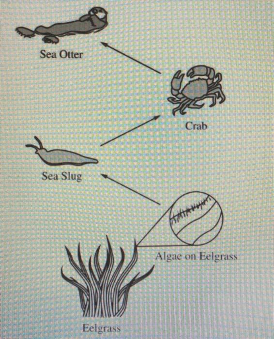 Solved Sea Otters Sea otters are native to the western coast | Chegg.com