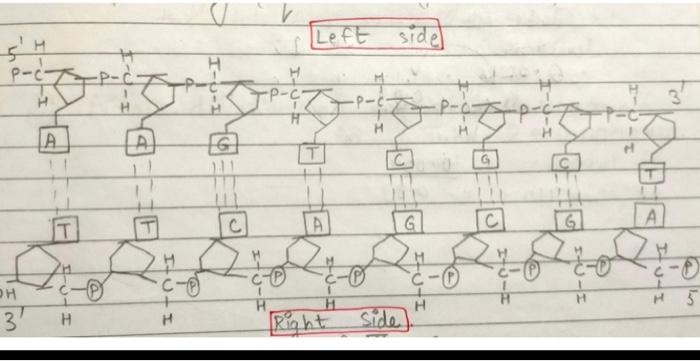 Solved what are the sides of the dna molecules and what make 