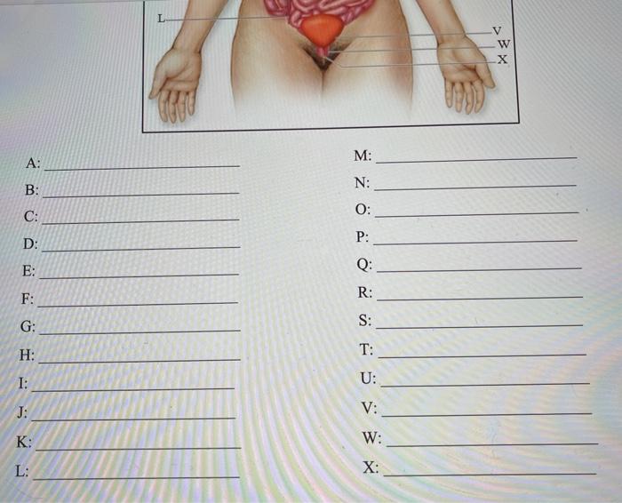 Solved Please Help Me Identify The Organs By Writing Thei Chegg Com