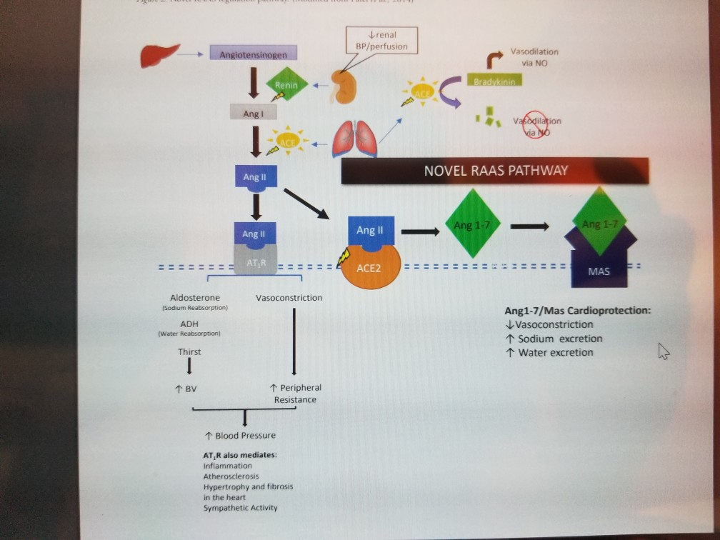 Solved Using the diagram of the novel RAAS pathway above, | Chegg.com