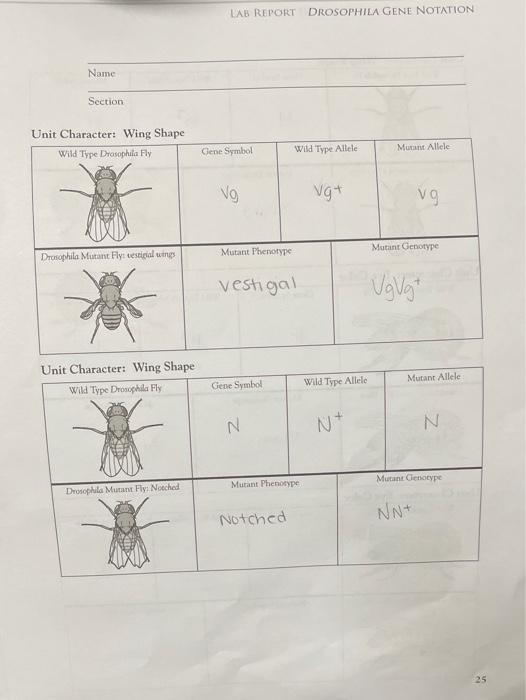 Solved LAB REPORT DROSOPHILA GENE NOTATION Name Section Unit
