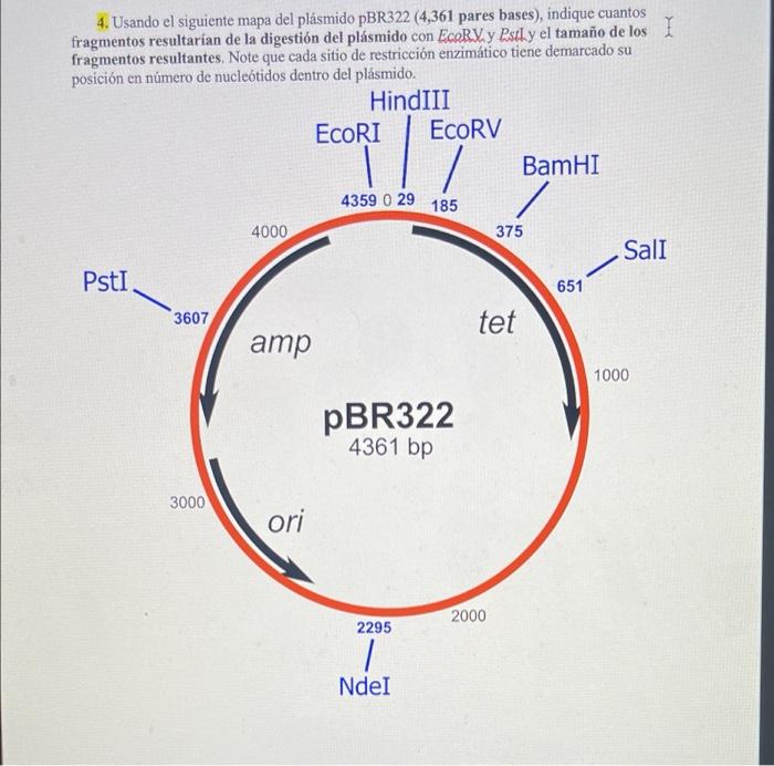 Solved 4. Using the following map of plasmid pBR322 (4,361 | Chegg.com