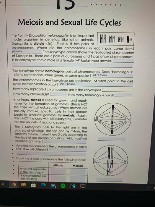 Meiosis and Sexual Life Cycles The fruit fly