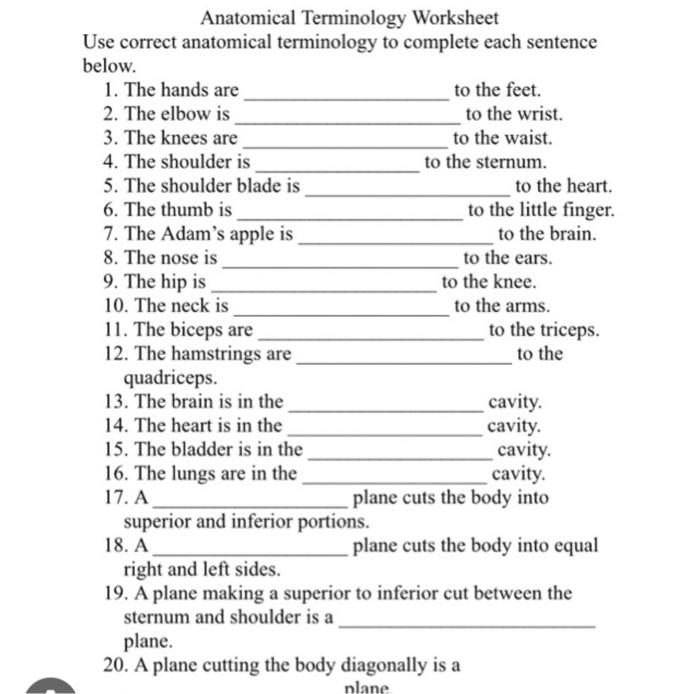 Solved Anatomical Terminology Worksheet Use Correct | Chegg.com