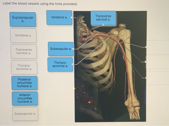 Solved Label the blood vessels using the hints provided. | Chegg.com