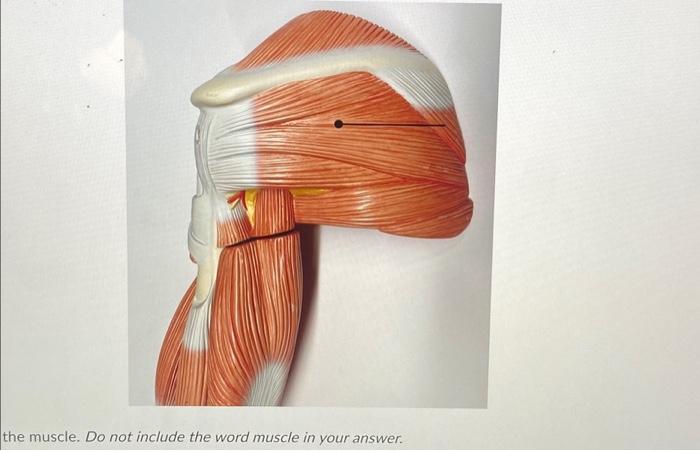 Solved the muscle. Do not include the word muscle in your | Chegg.com