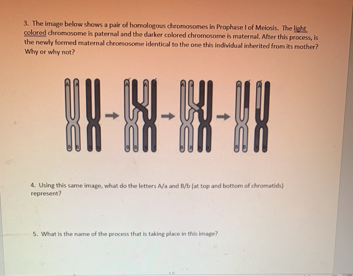 Solved 3. The image below shows a pair of homologous | Chegg.com