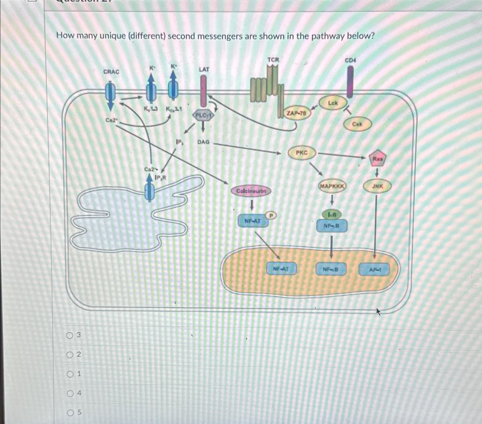 Solved How many unique (different) ﻿second messengers are | Chegg.com