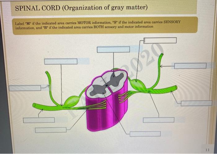 Solved SPINAL CORD (Organization of gray matter) Label "M" | Chegg.com