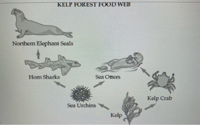 kelp forest food web