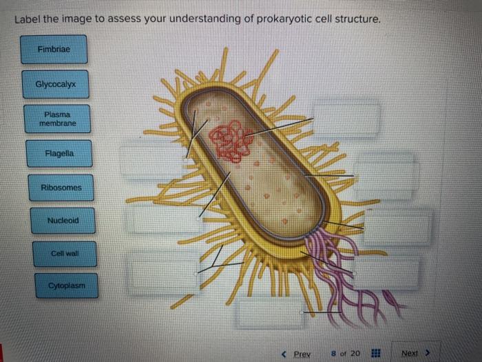 prokaryotic cell structure