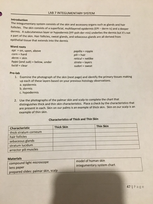 Solved: LAB 7 INTEGUMENTARY SYSTEM Introduction The Integu... | Chegg.com