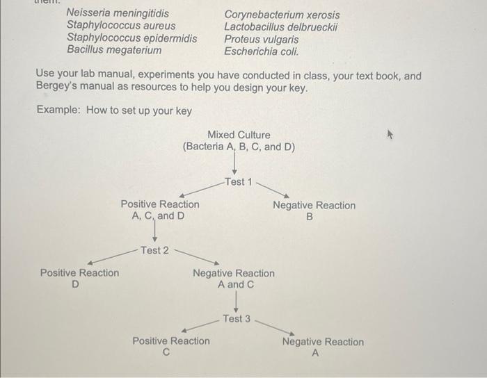 Solved need help making dichotomous key for the following 8 | Chegg.com