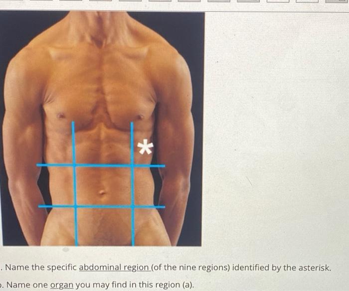 regions of abdomen