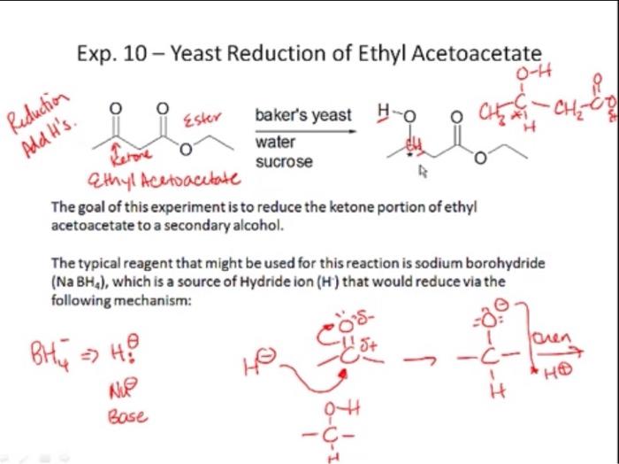 Solved Ester Reduction Addit's. Exp. 10 Yeast Reduction of