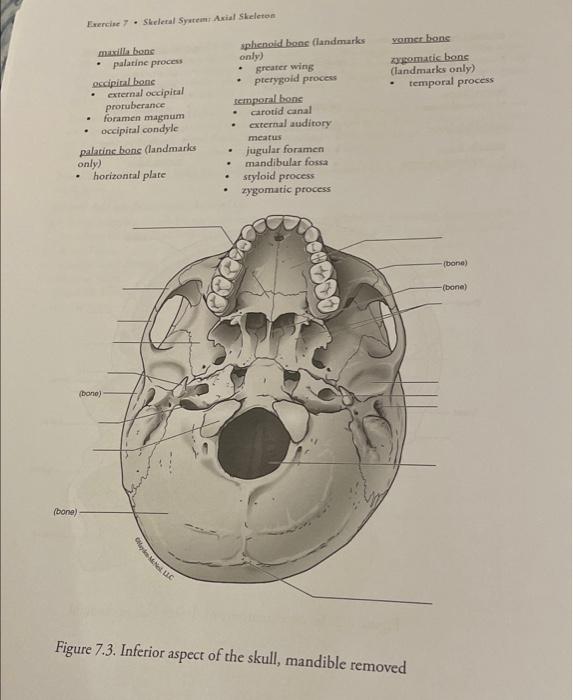 7.3 The Skull – Anatomy & Physiology