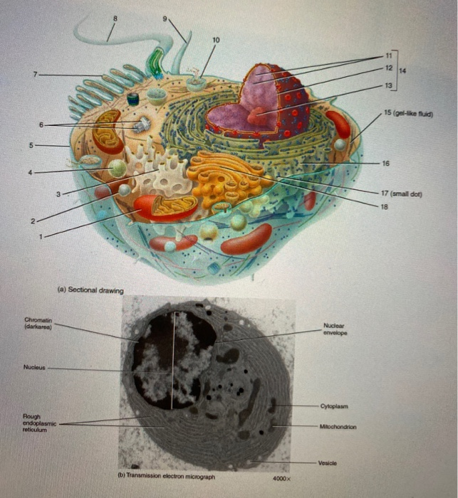 drawing of a human cell