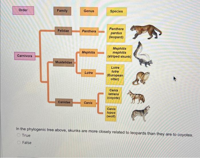 Solved In the phylogenic tree above, skunks are more closely | Chegg.com