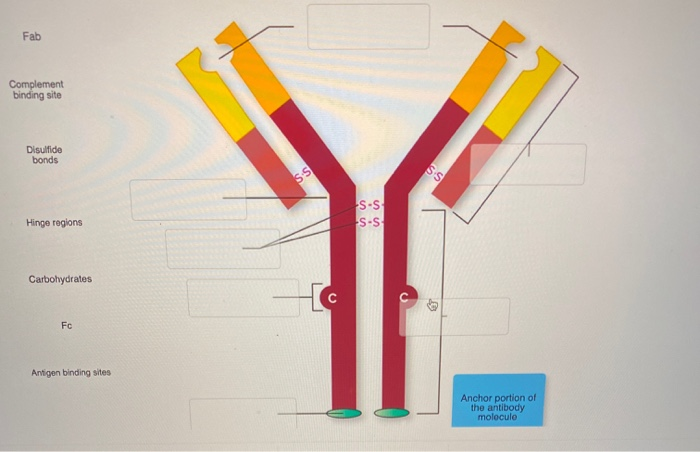 Solved Fab Complement binding site Disulfide bonds Hinge | Chegg.com