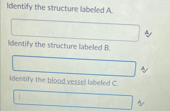 Solved А B -С 3 Identify The Structure Labeled A. A | Chegg.com