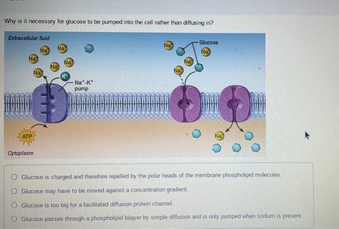 Solved Why is it necessary for glucose to be pumped into the | Chegg.com