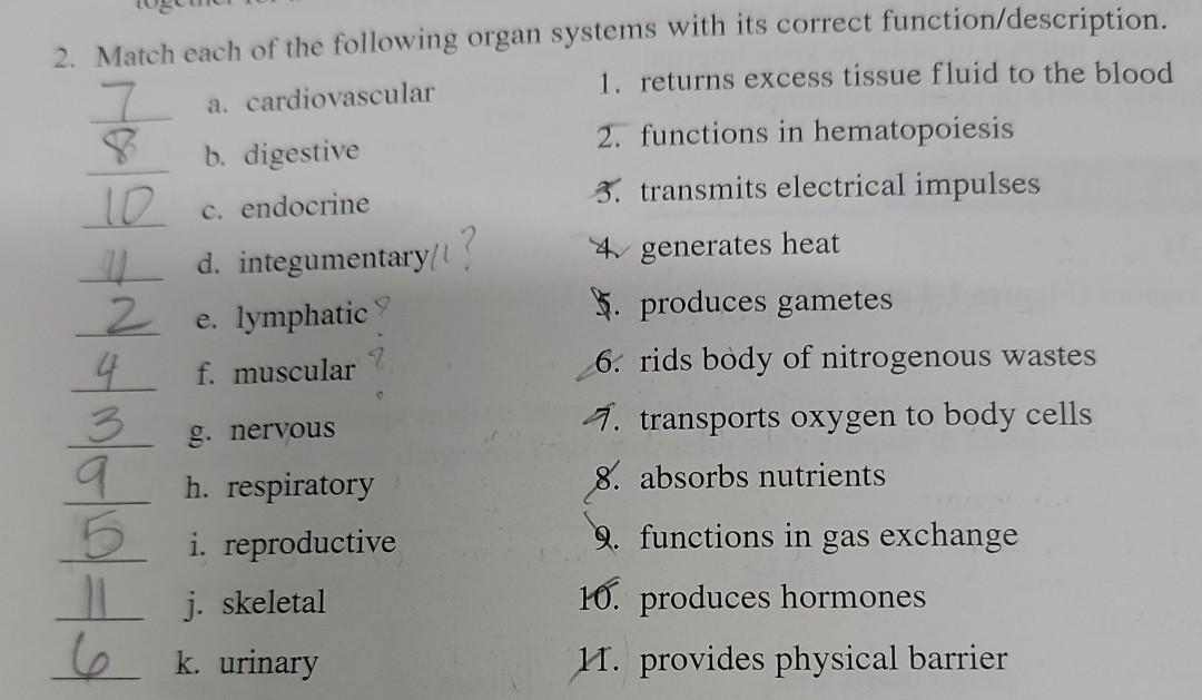Solved 2. Match each of the following organ systems with its | Chegg.com
