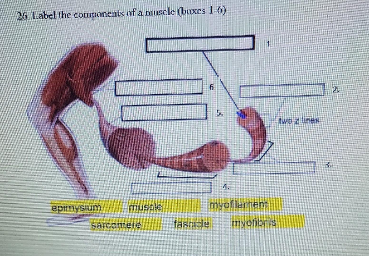 26. Label the components of a muscle (boxes 1-6).