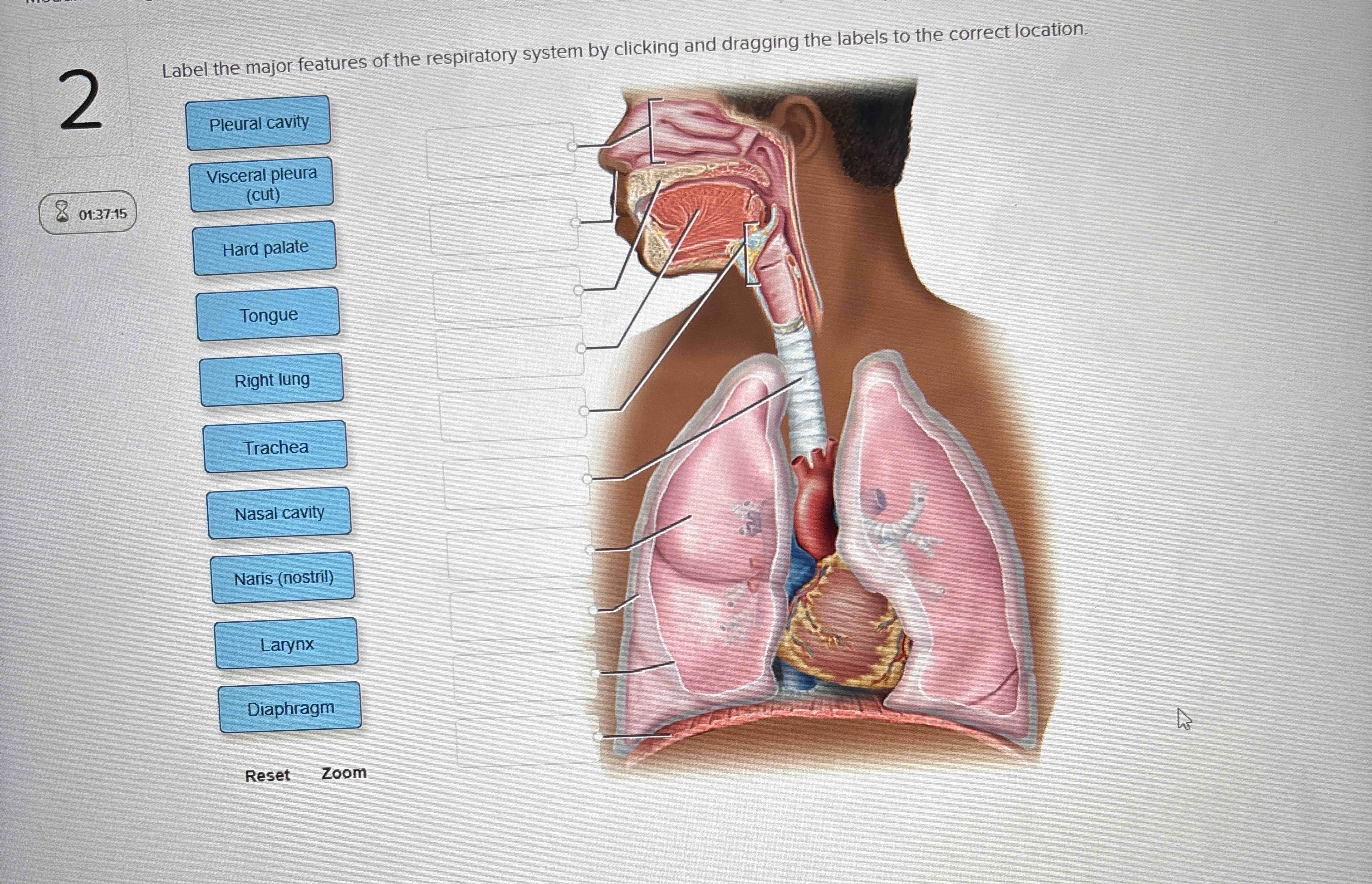 Respiration System Labels Label the major features of the respiratory system by | Chegg.com