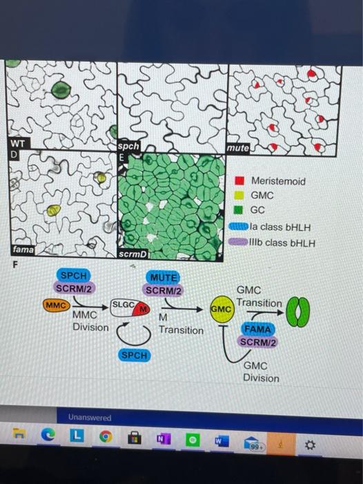 Solved What are the results from a mutation in the | Chegg.com