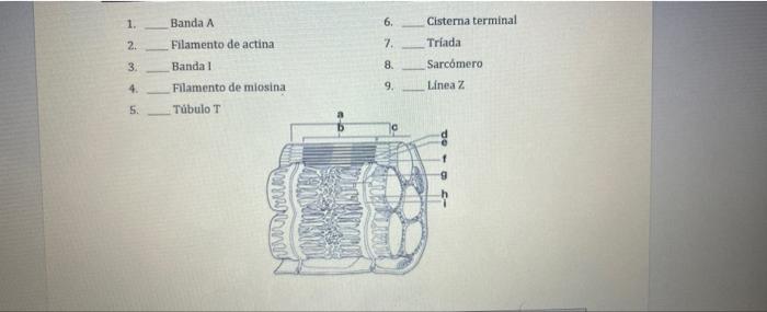 1. 6. Cisterna terminal 2. 7. 3 Banda A Filamento de actina Bandal Filamento de miosina Tubulo T 8. Triada Sarcómero Linea Z