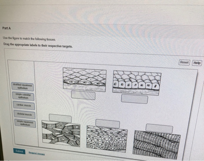 Solved Part A Use The Figure To Match The Following Tissues. | Chegg.com