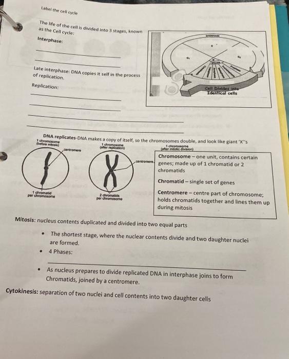 Solved Label the cell cycle The life of the cell is divided | Chegg.com