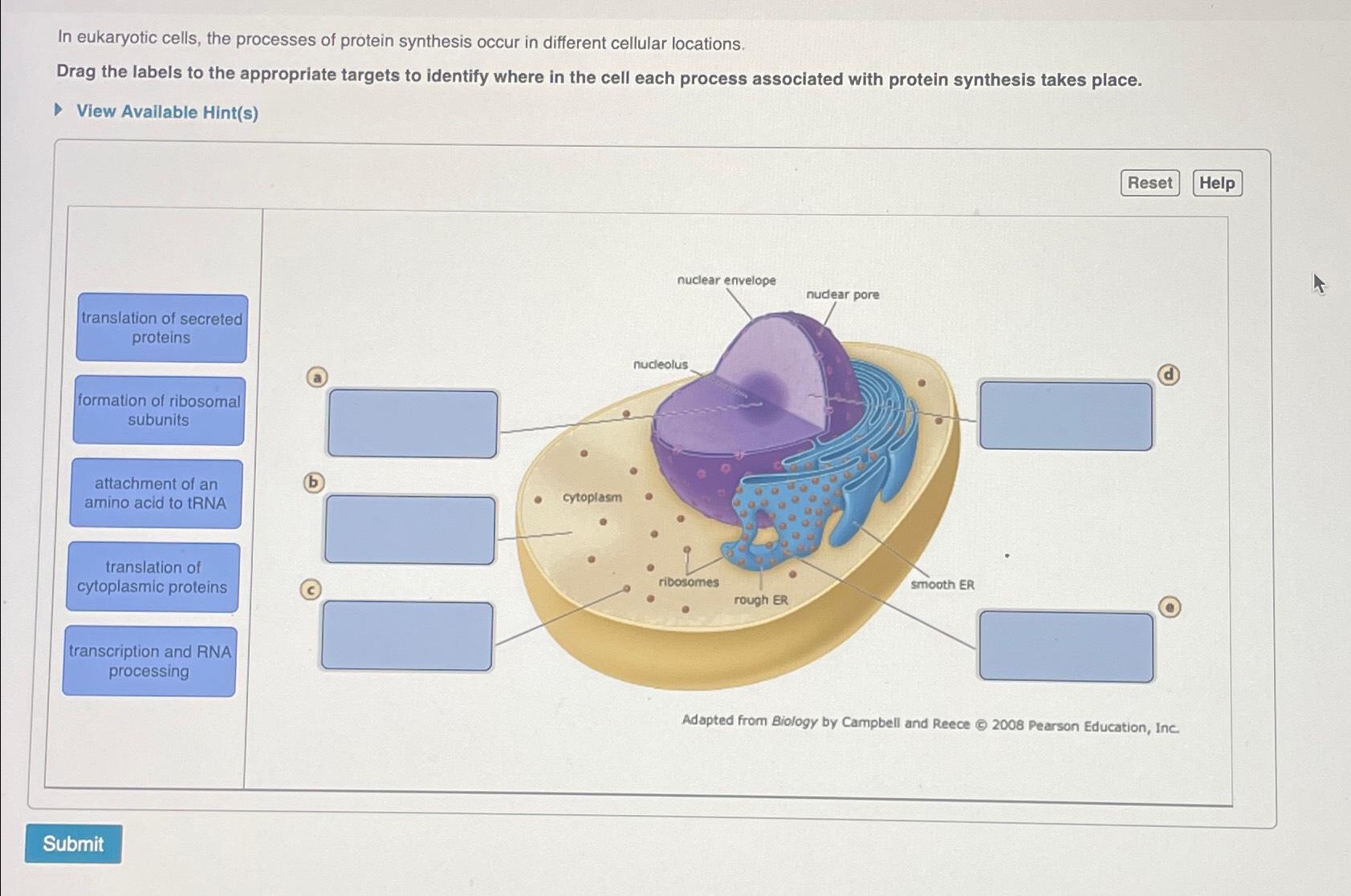 solved-in-eukaryotic-cells-the-processes-of-protein-chegg