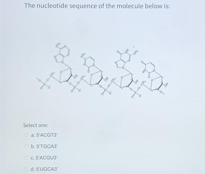 Solved mo The diagram below shows a polysome with four | Chegg.com