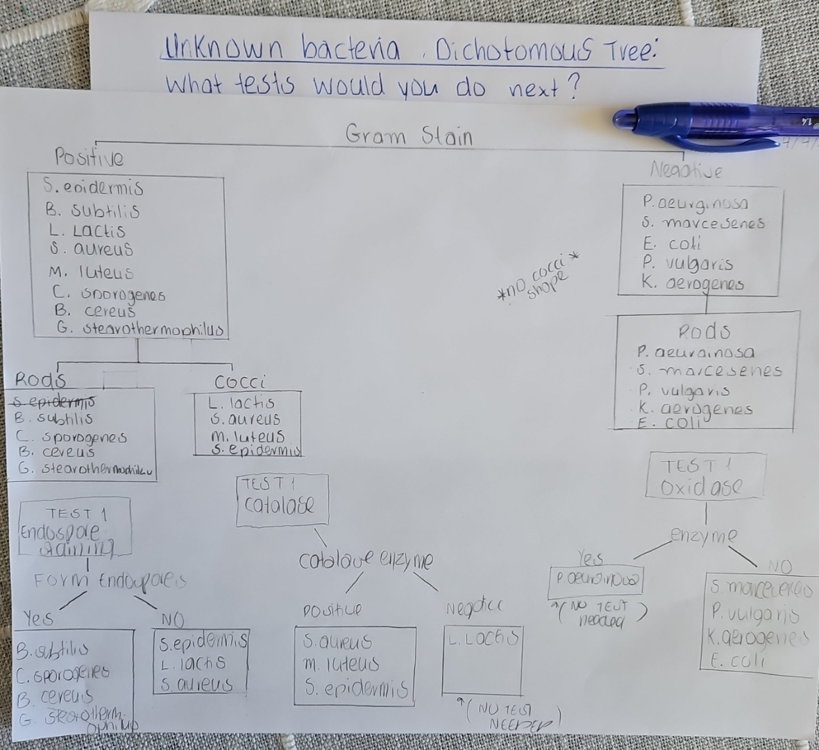 Solved Unknown bacteria Dichotomous Tree:What tests would | Chegg.com