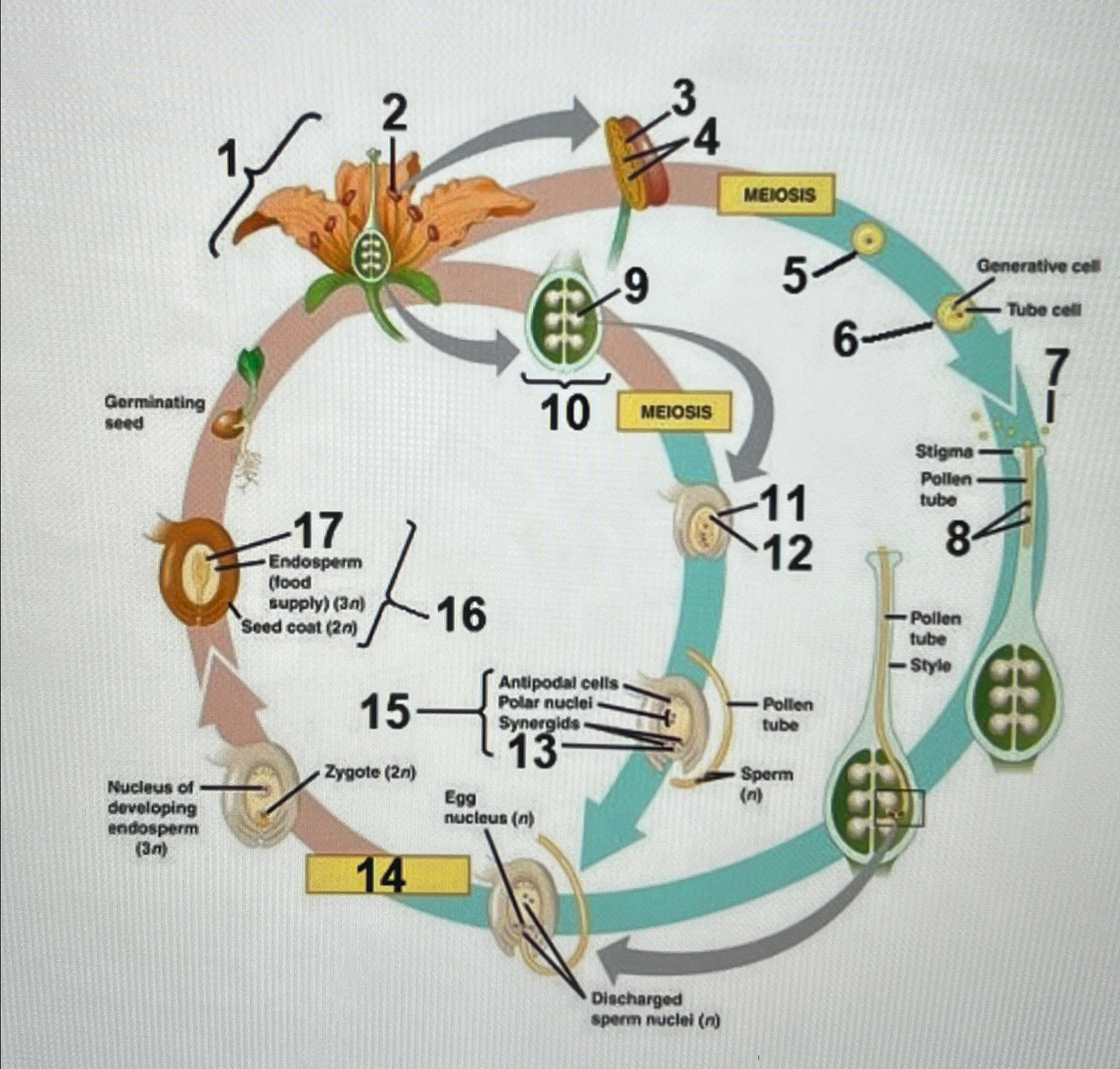 Solved Please match the number on the life cycle diagram to | Chegg.com