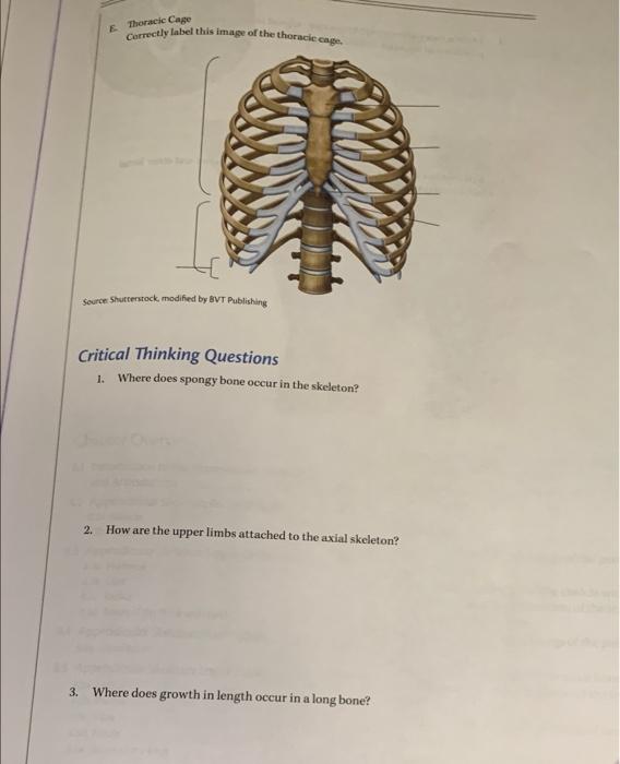 Solved E Thoracic Cage Correctly label this image of the | Chegg.com