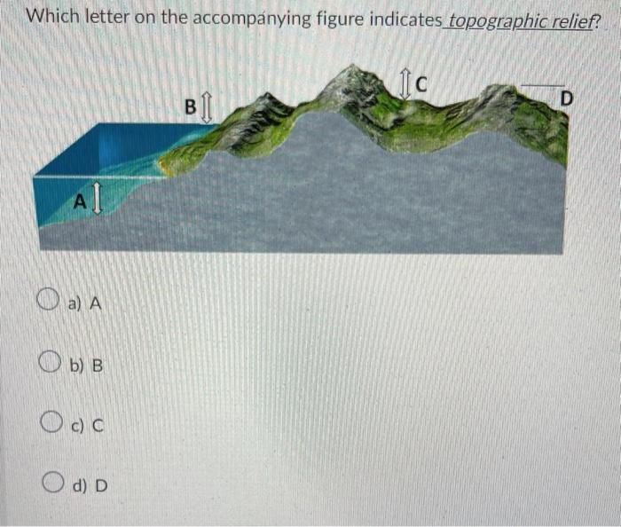 Solved Which letter on the figure indicates