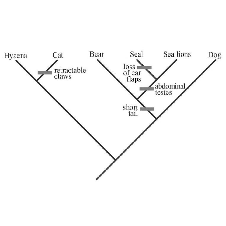 Solved Assume the ancestor in this tree had a long tail, ear | Chegg.com