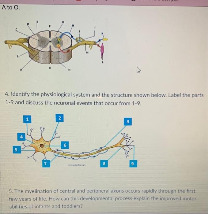 Solved 1. Complete the table. 2. What is a spinal tap