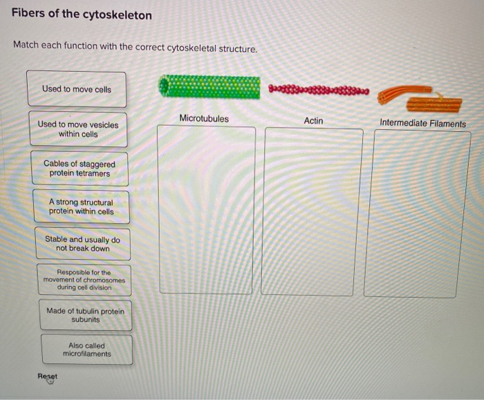 Fibers Of The Cytoskeleton Match Each Function With Chegg  Fibers Of The Cytoskeleton Match Each Function With Chegg