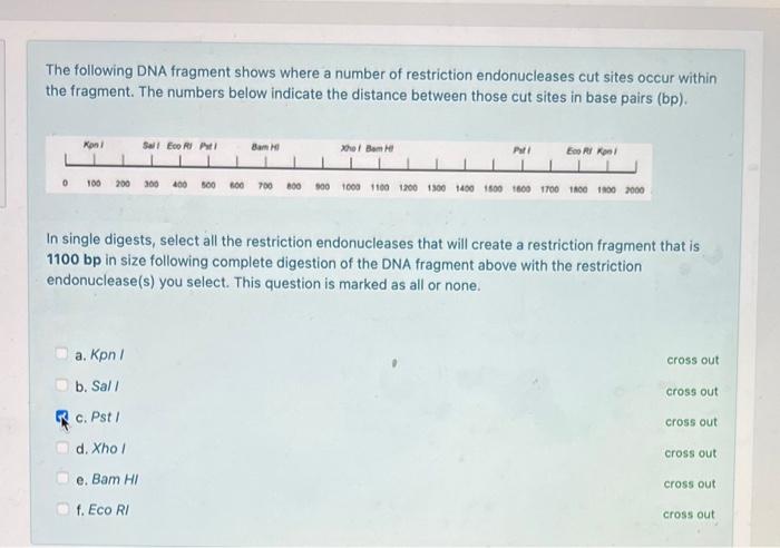 Solved The Following DNA Fragment Shows Where A Number Of | Chegg.com