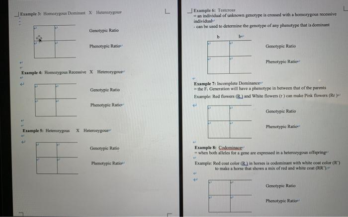 Solved Example 2: Heterozygous * Heteroxygous Dihubrid Cross | Chegg.com