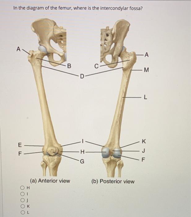 femur diagram unlabeled