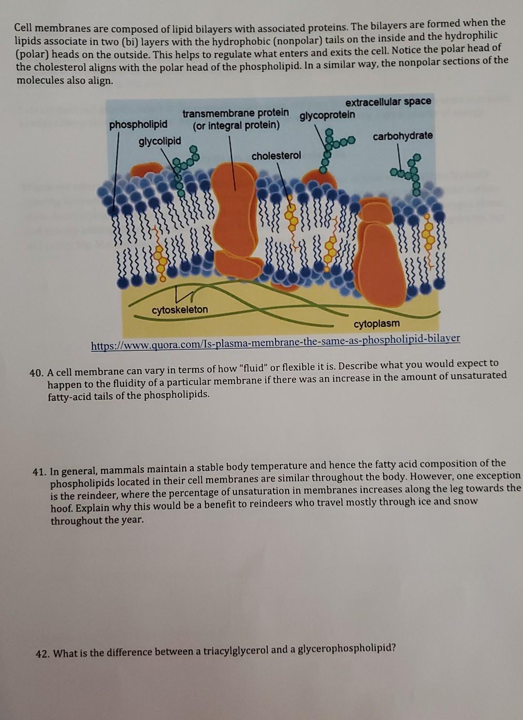 Solved Cell membranes are composed of lipid bilayers with | Chegg.com