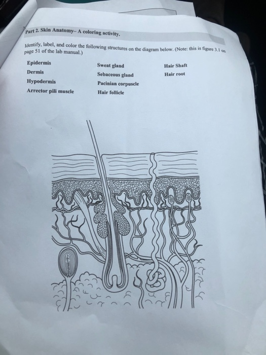 Solved part 2. Skin Anatomy- A coloring activity. Identify, | Chegg.com