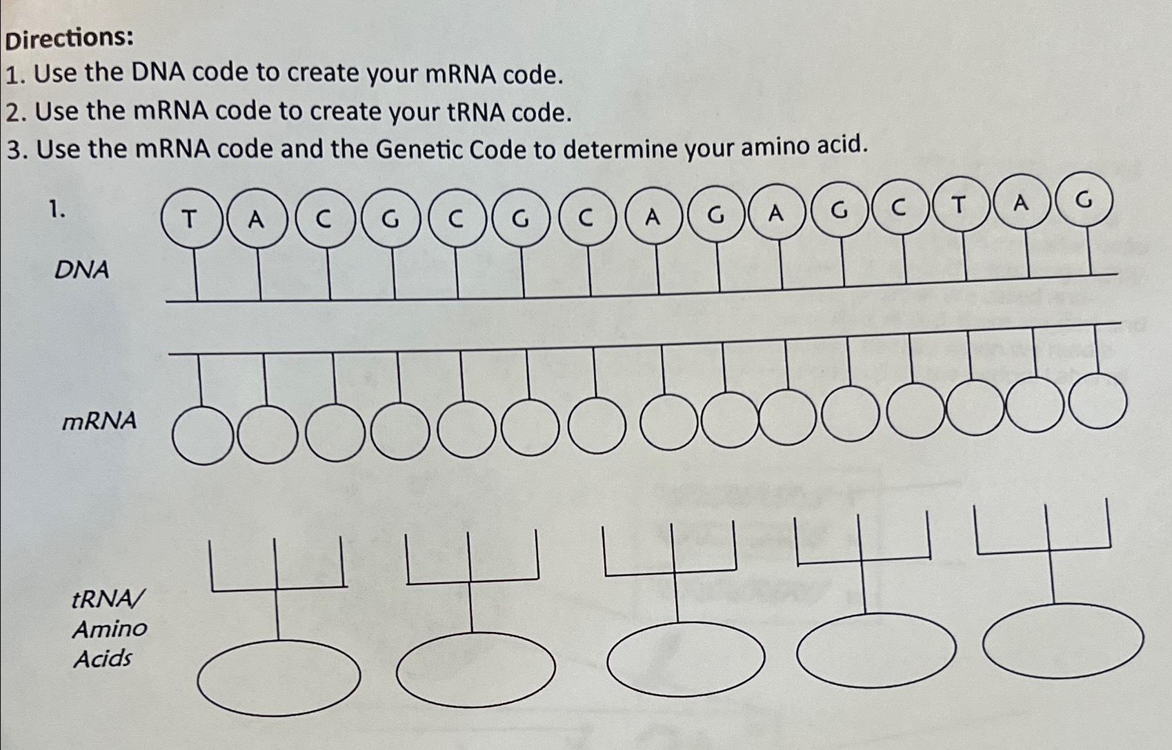 Solved Directions:Use the DNA code to create your mRNA | Chegg.com